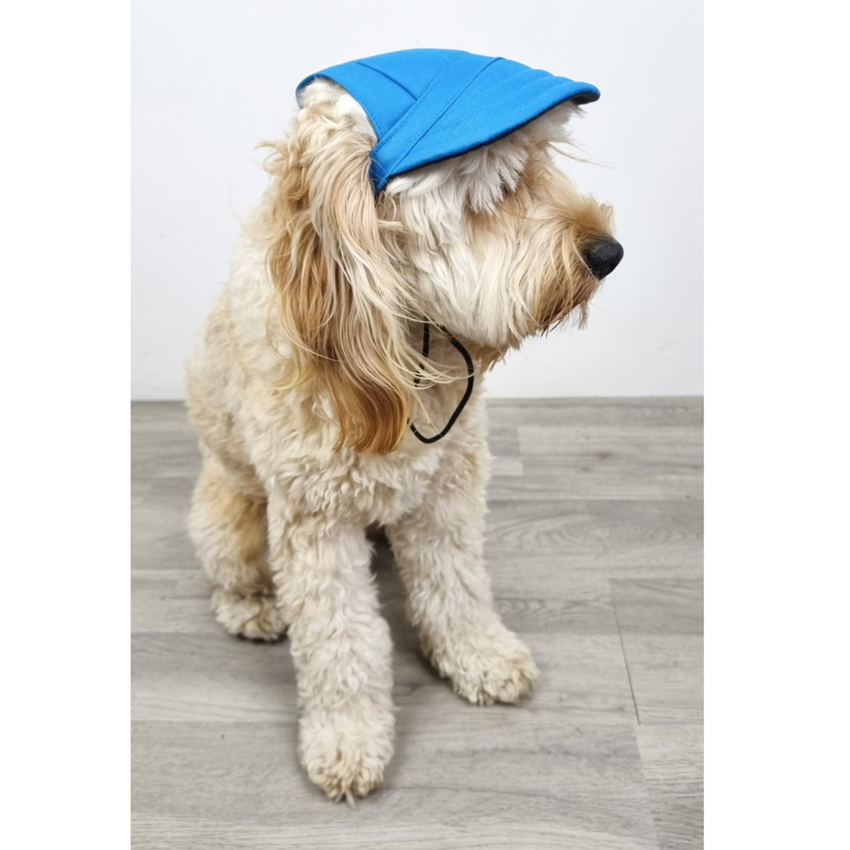 Blue hotsell dog hat