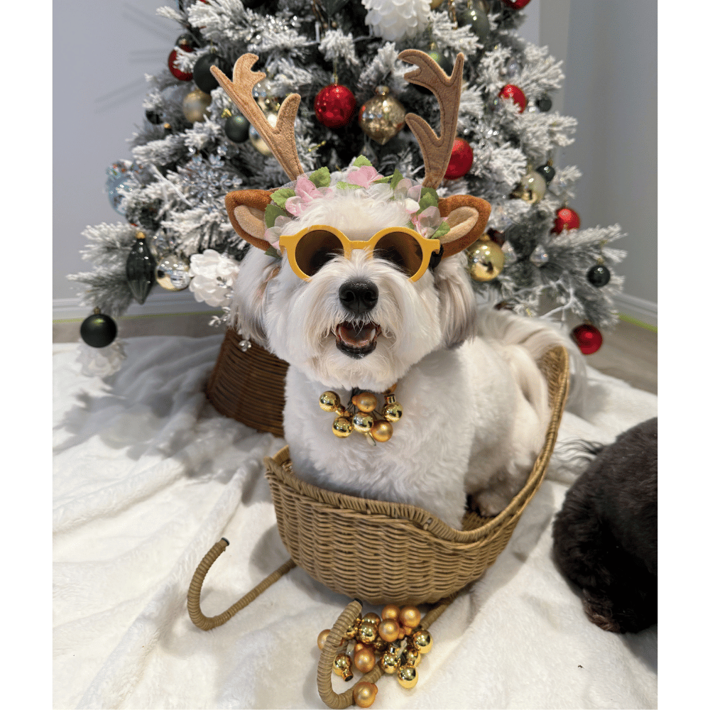 Nordic Reindeer Antlers Dog Headpiece