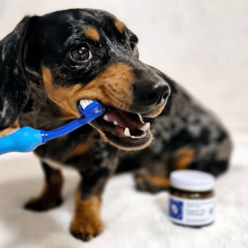 Dog 3 Sided Toothbrush