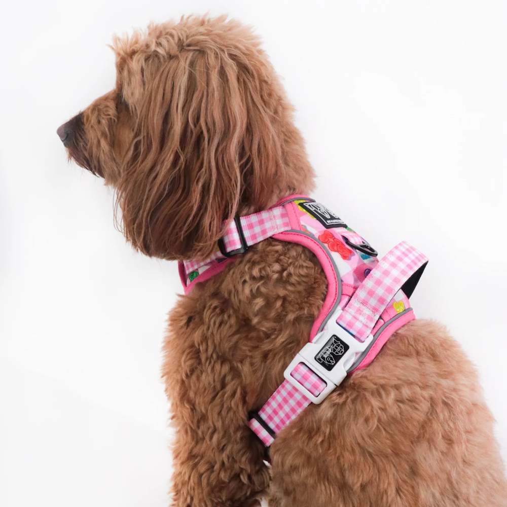 Big & Little Dogs Beary Sweet All Rounder Harness