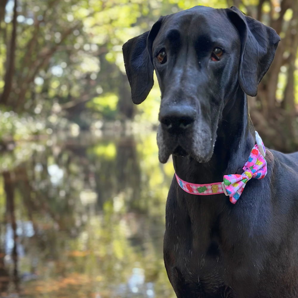 Big & Little Dogs Beary Sweet Collar & Bow Tie (Copy)