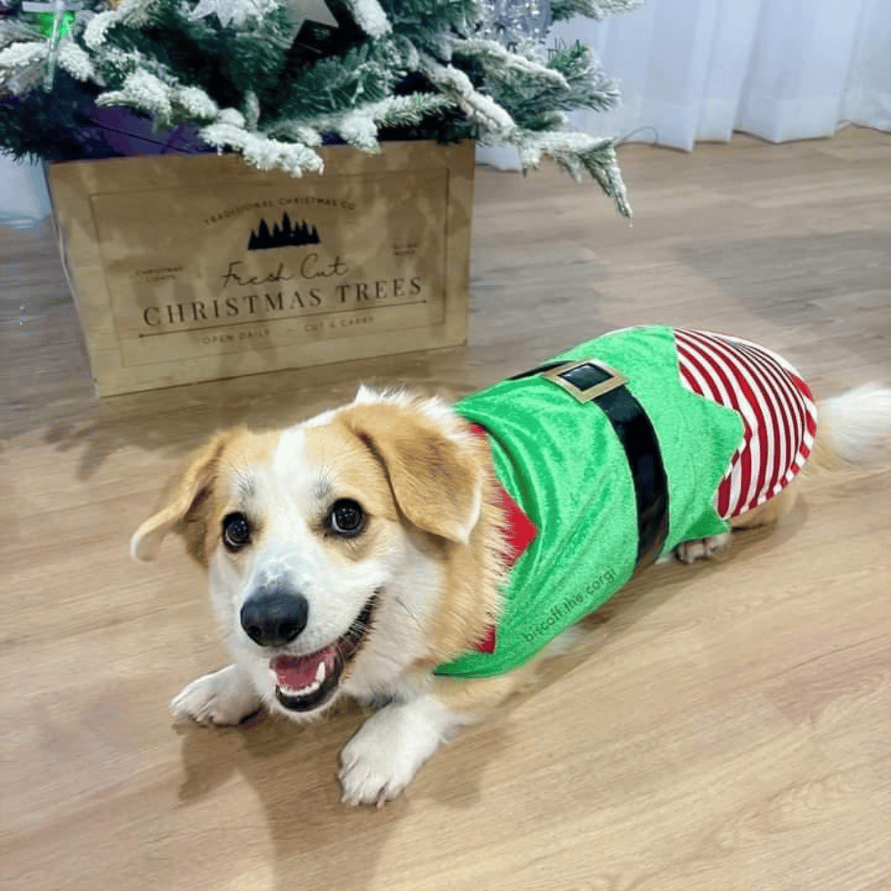 Elf Dog Costume