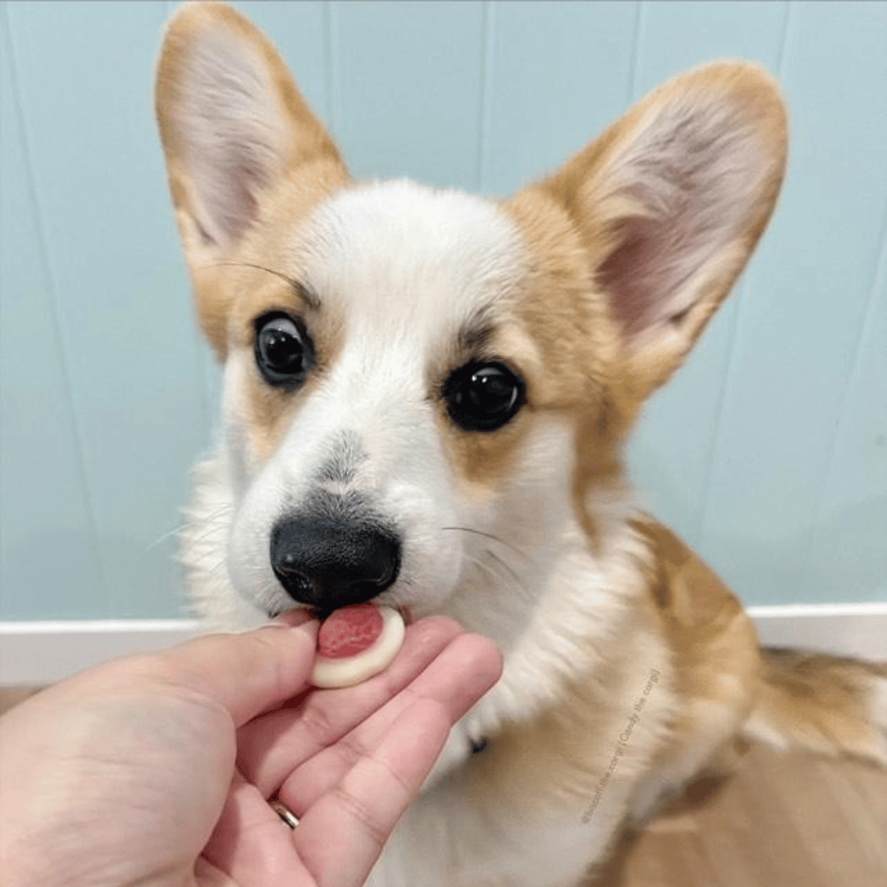 Strawberries & Cream Dog Lollies