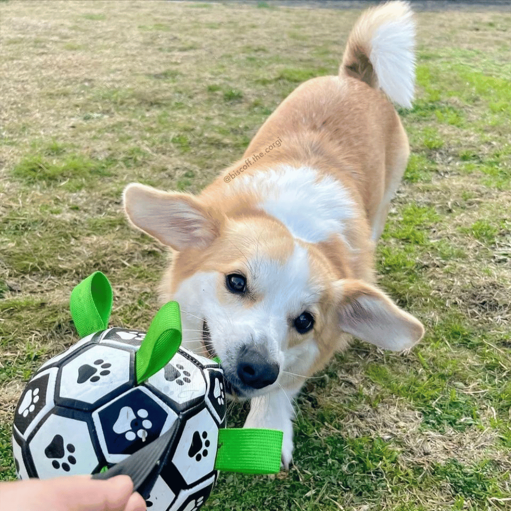 Interactive Dog Soccer Ball With Grab Tabs