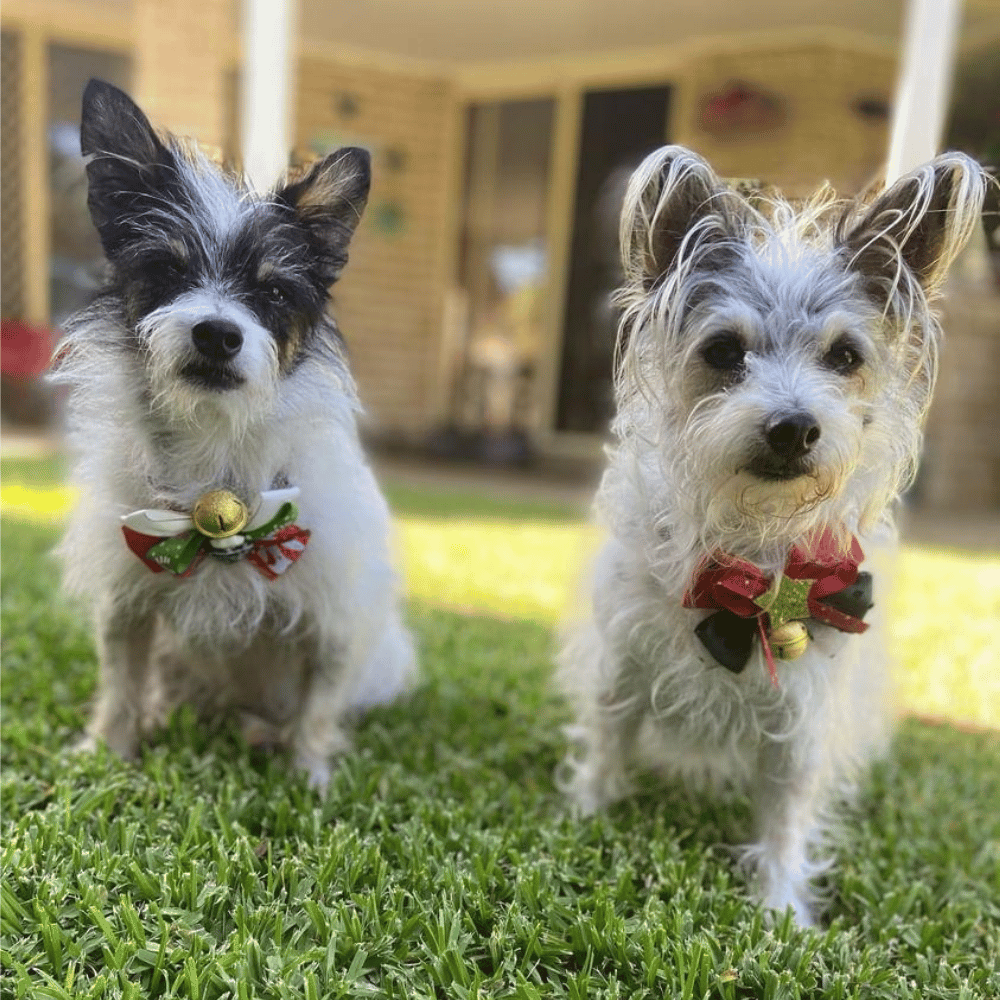 Christmas Tree Bow Knot Collar