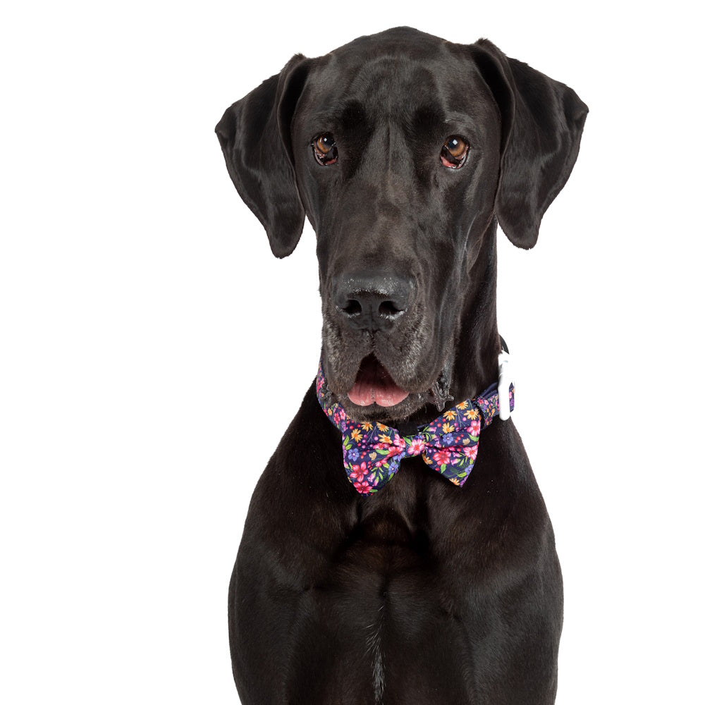 Big & Little Dogs Petal Paradise Collar & Bow Tie