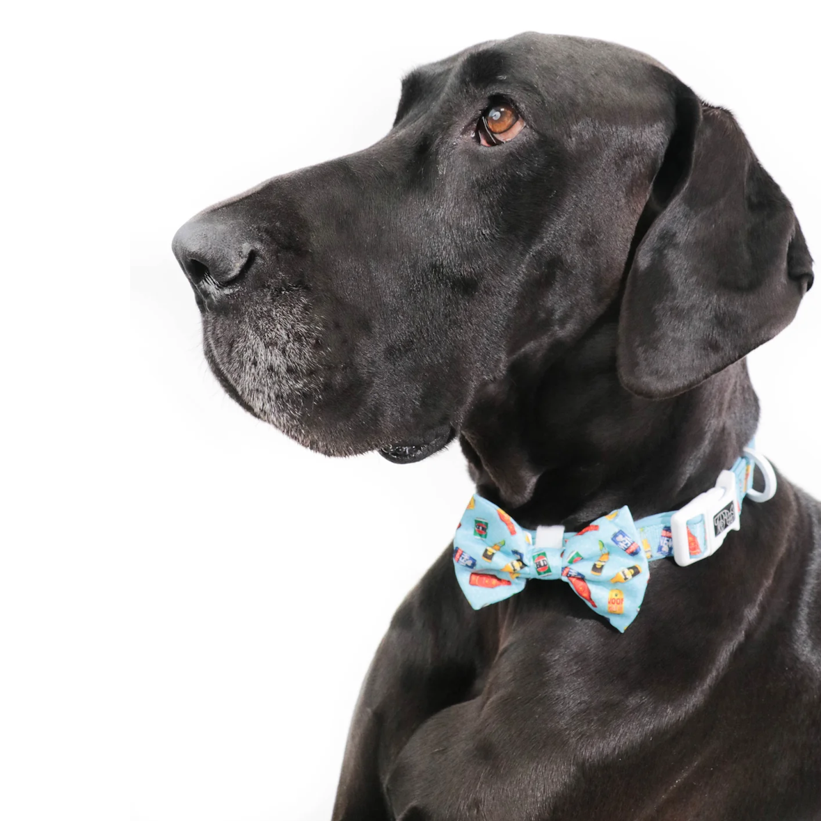 Big & Little Dogs Drinking Buddy Collar & Bow Tie