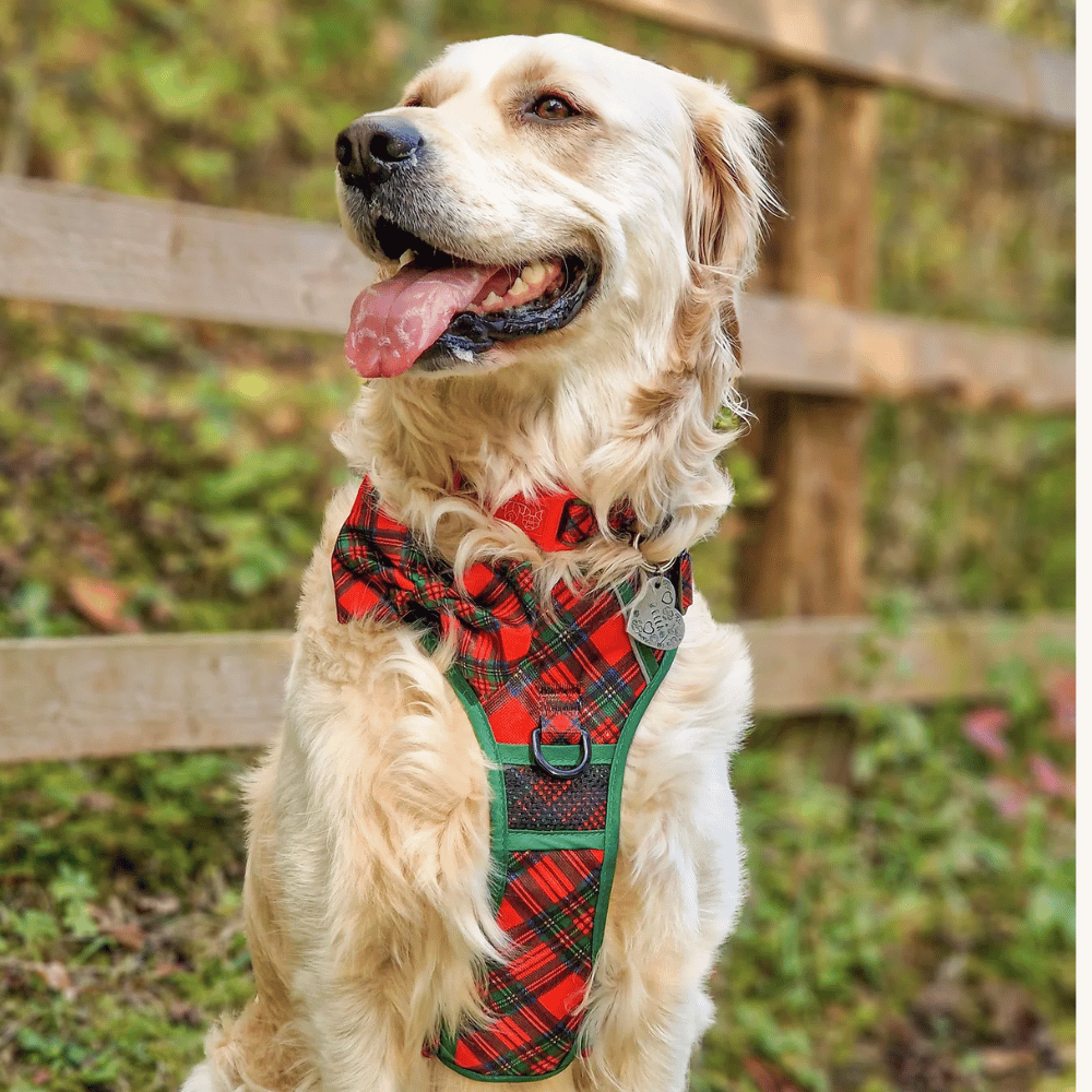 Big & Little Dogs All Rounder Harness: Festive Tartan