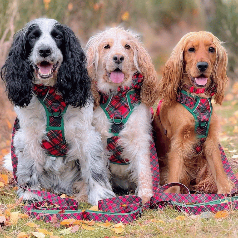 Big & Little Dogs All Rounder Harness: Festive Tartan