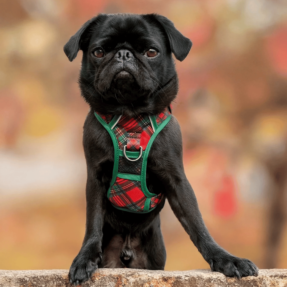 Big & Little Dogs All Rounder Harness: Festive Tartan