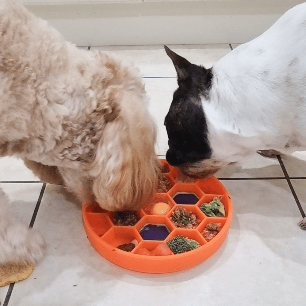 Honeycomb Slow Feeder Bowl