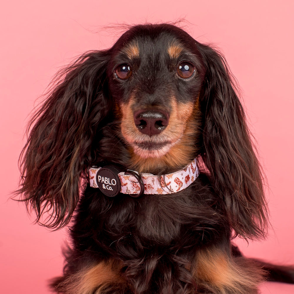 Pablo & Co Howdy Dog Collar