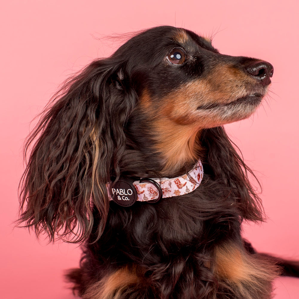 Pablo & Co Howdy Dog Collar