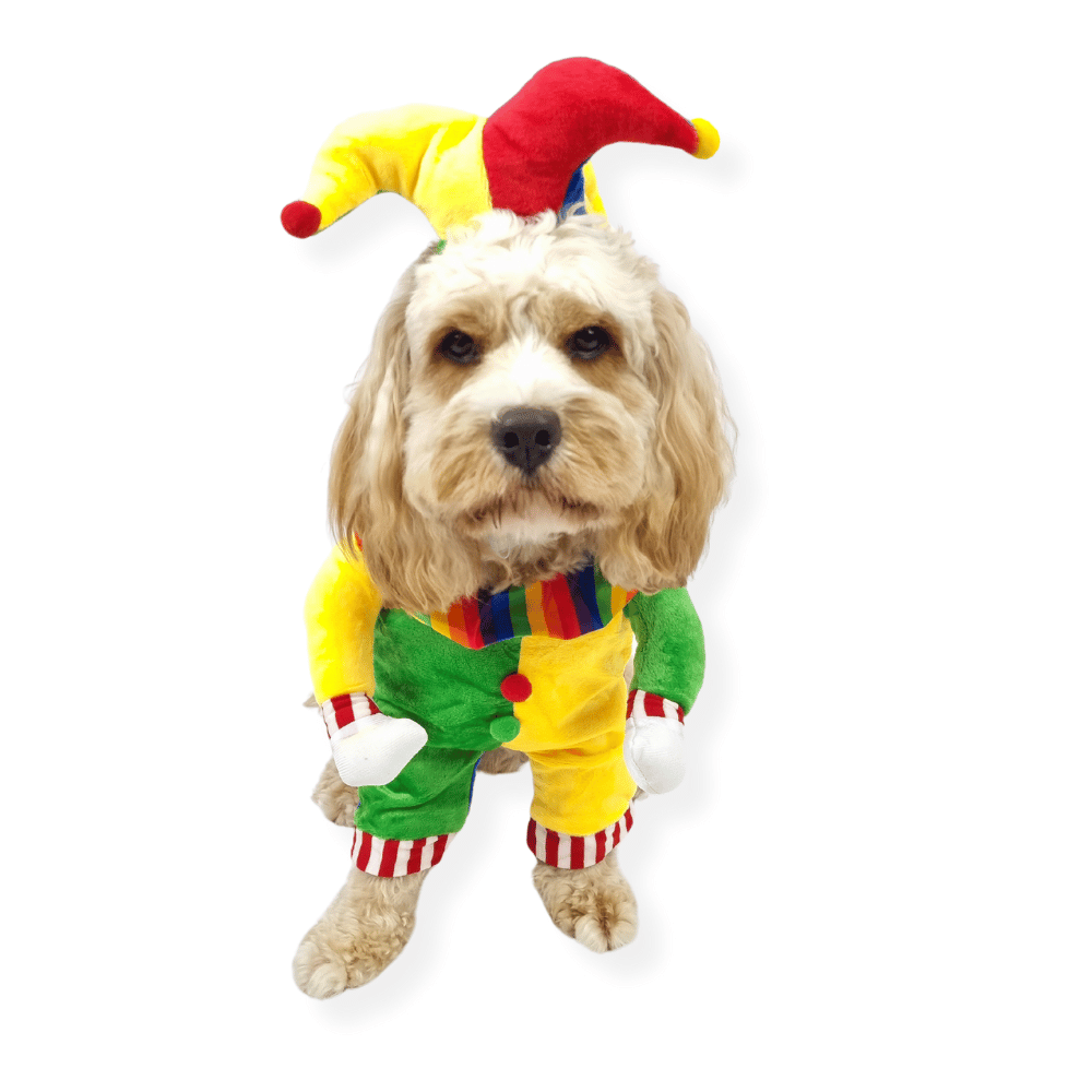 Jester Dog Costume