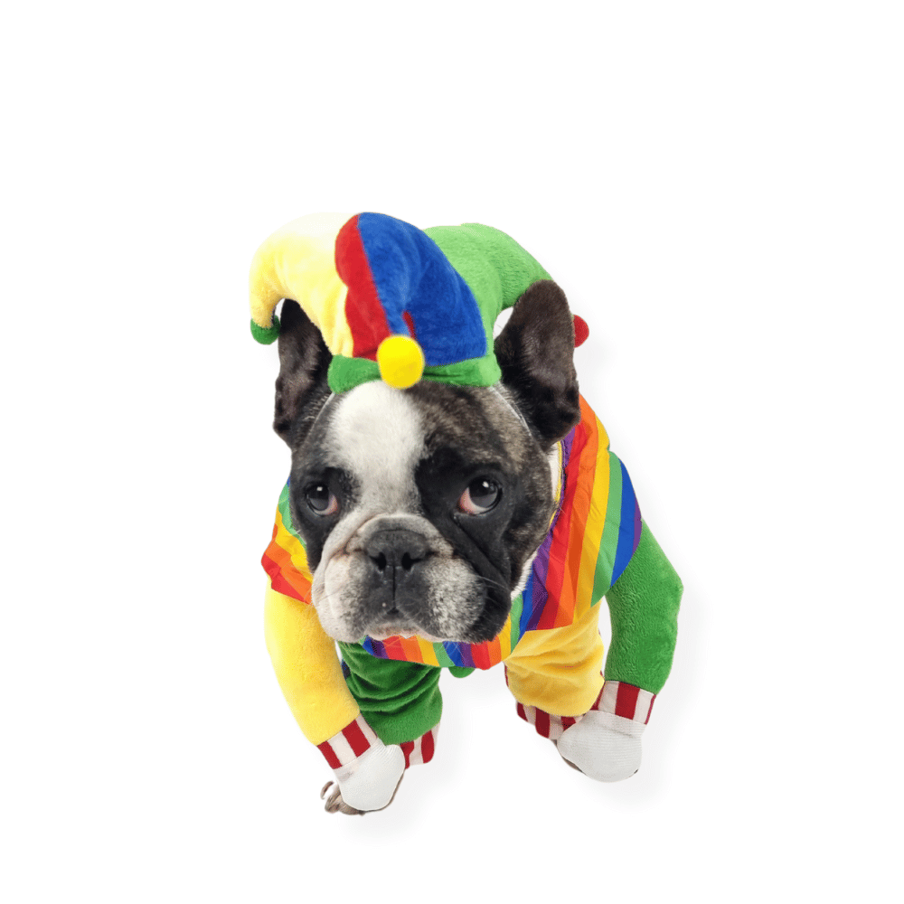 Jester Dog Costume