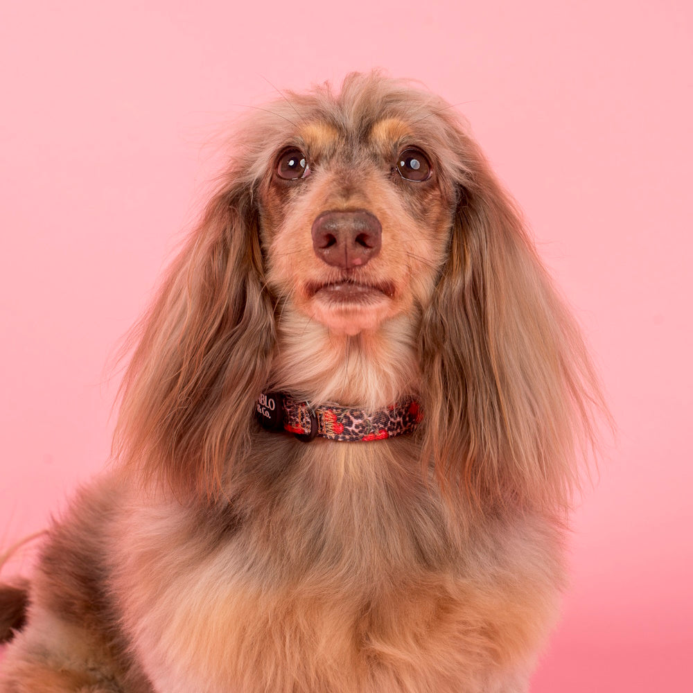 Pablo & Co Leopard Cherries Dog Collar