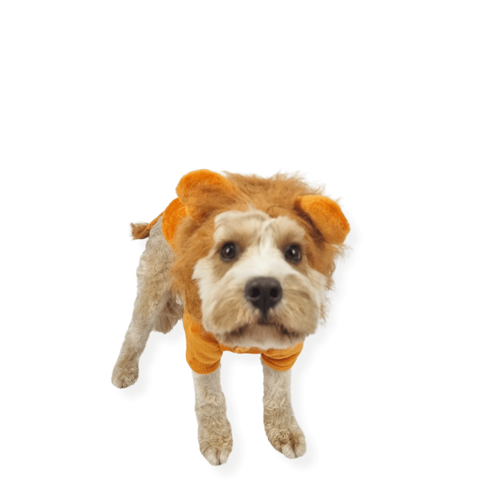 Lion Dog Costume - Medium - Large Dogs