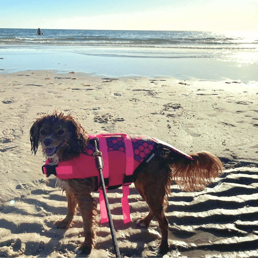 Mermaid dog life vest best sale