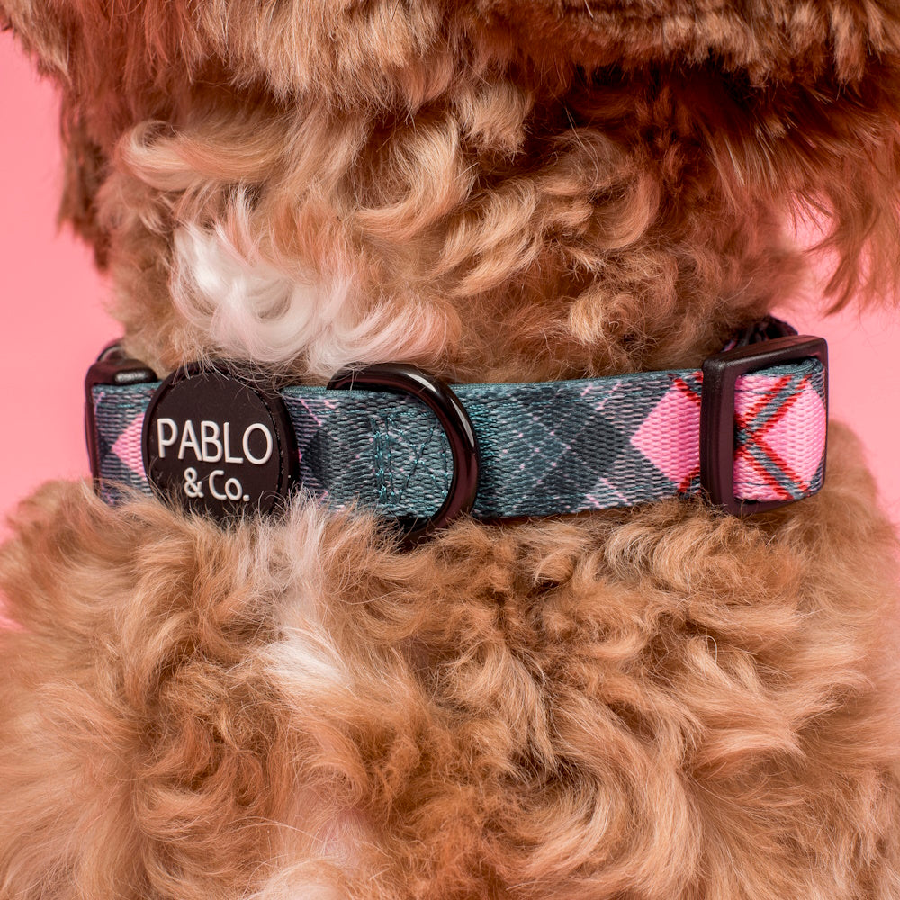 Pablo & Co Patch's Plaid: Dog Collar