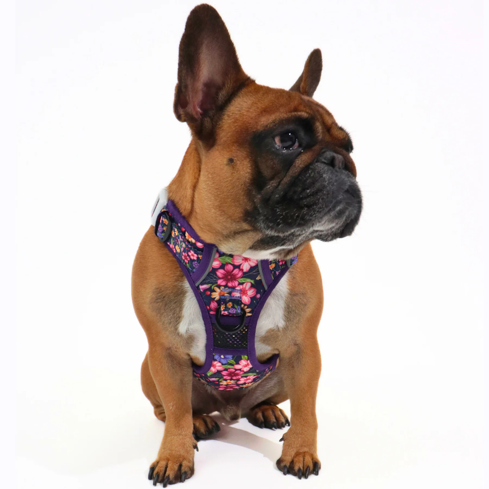 Big & Little Dogs Petal Paradise All Rounder Harness