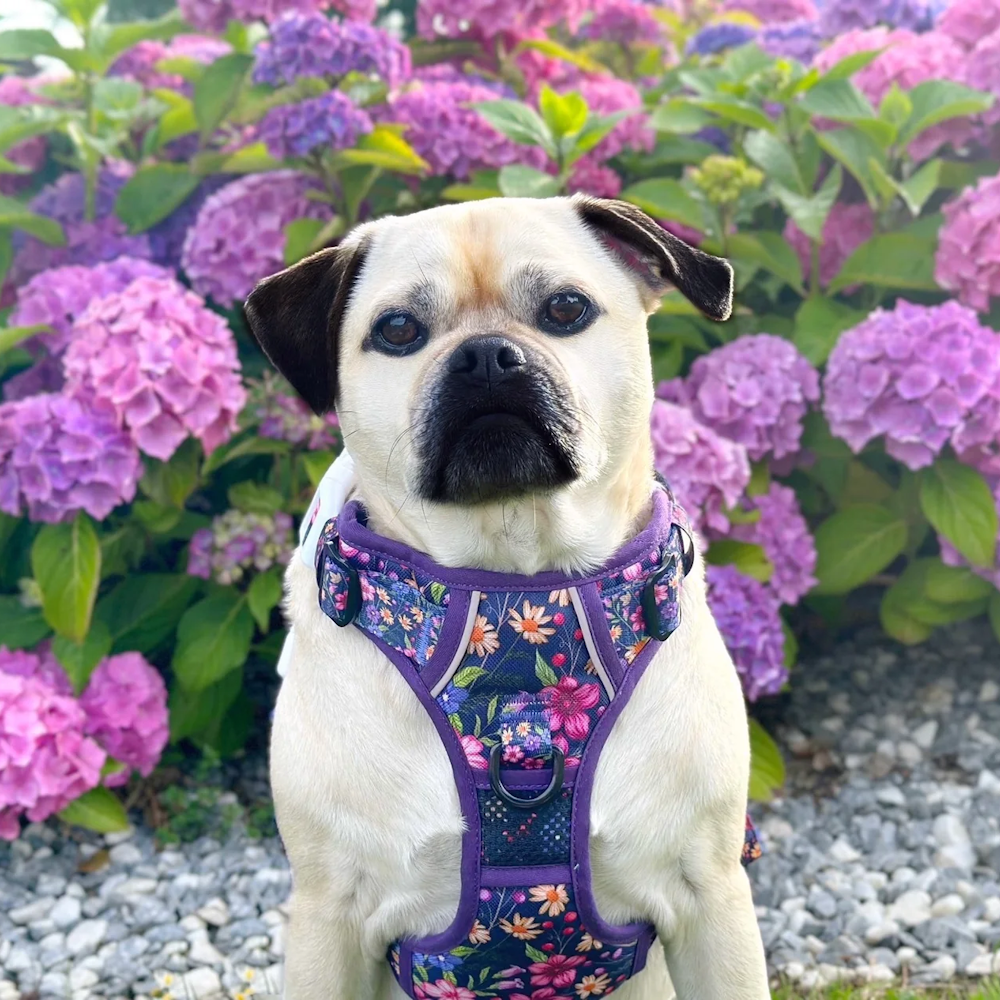 Big & Little Dogs Petal Paradise All Rounder Harness