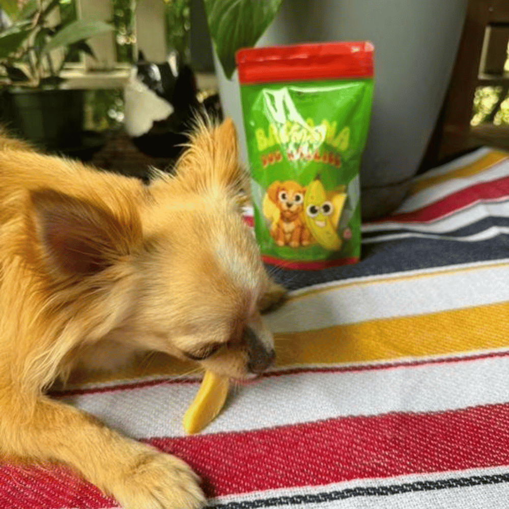 Banana Dog Lollies