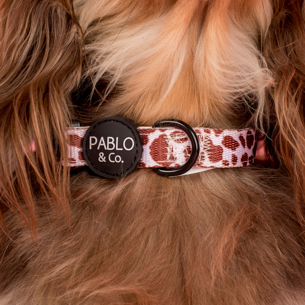 Pablo & Co Rodeo Dog Collar