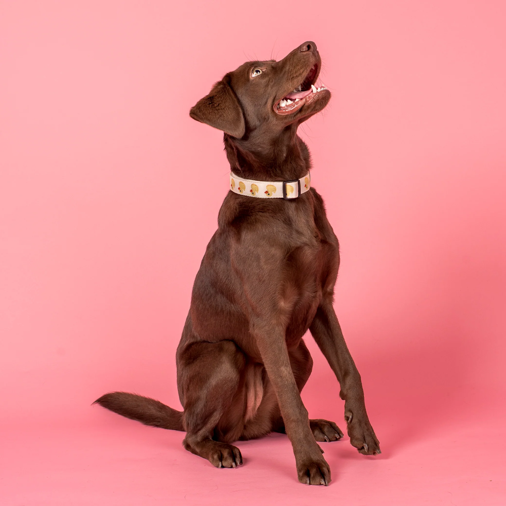 Pablo & Co Rubber Ducky Dog Collar