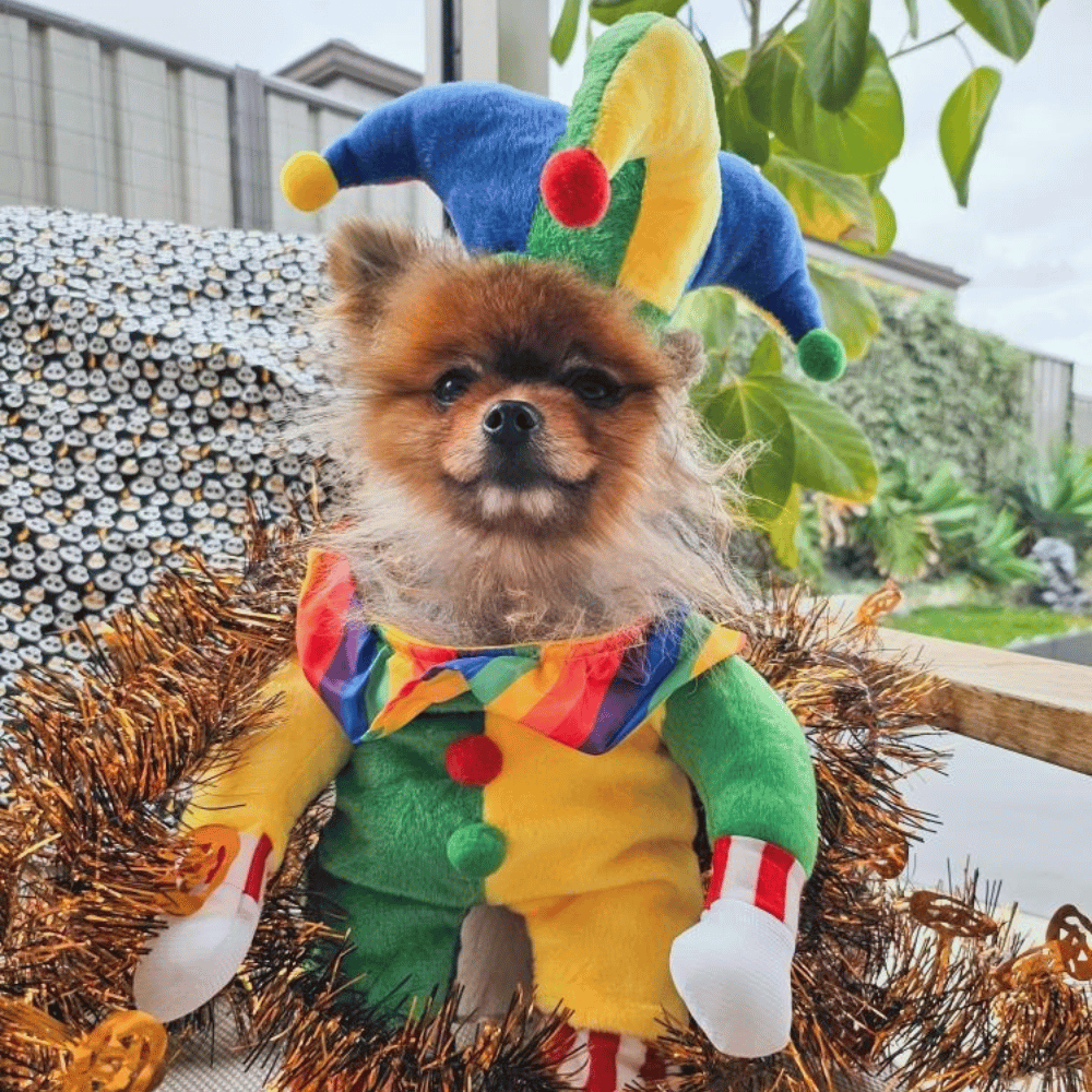 Jester Dog Costume