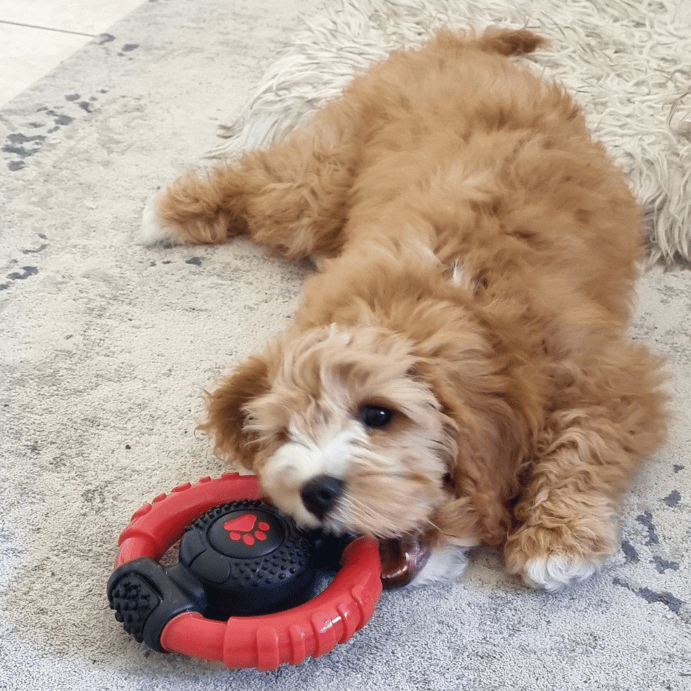 Steering Wheel Dog Tough Toy