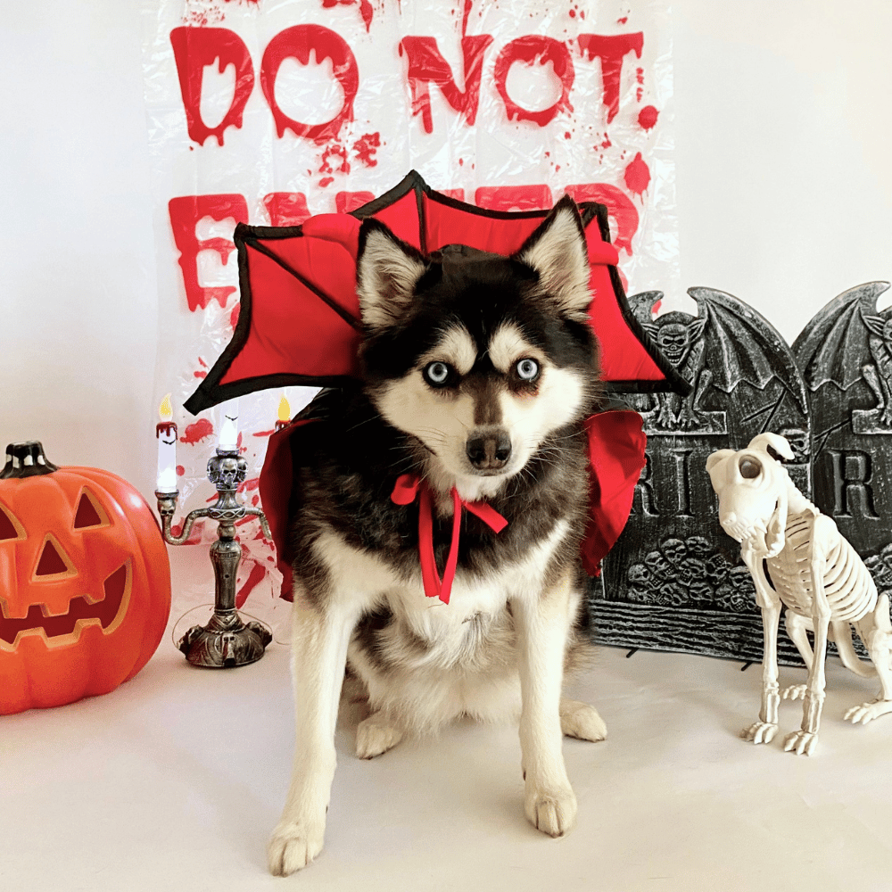 Devil Vampire Dog Costume