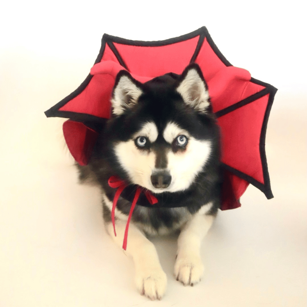 Devil Vampire Dog Costume