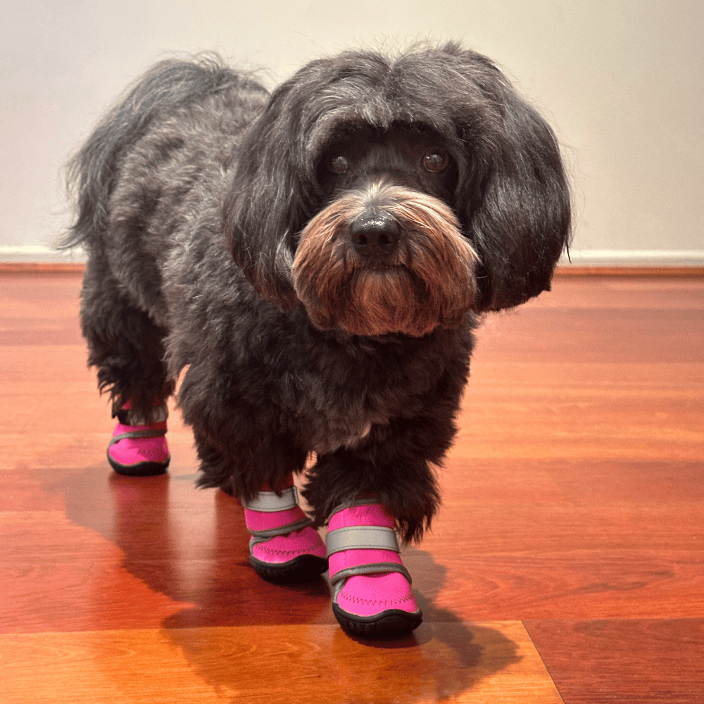 Neoprene Dog Shoes