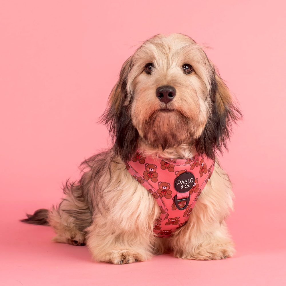 Pablo & Co Teddies Adjustable Harness