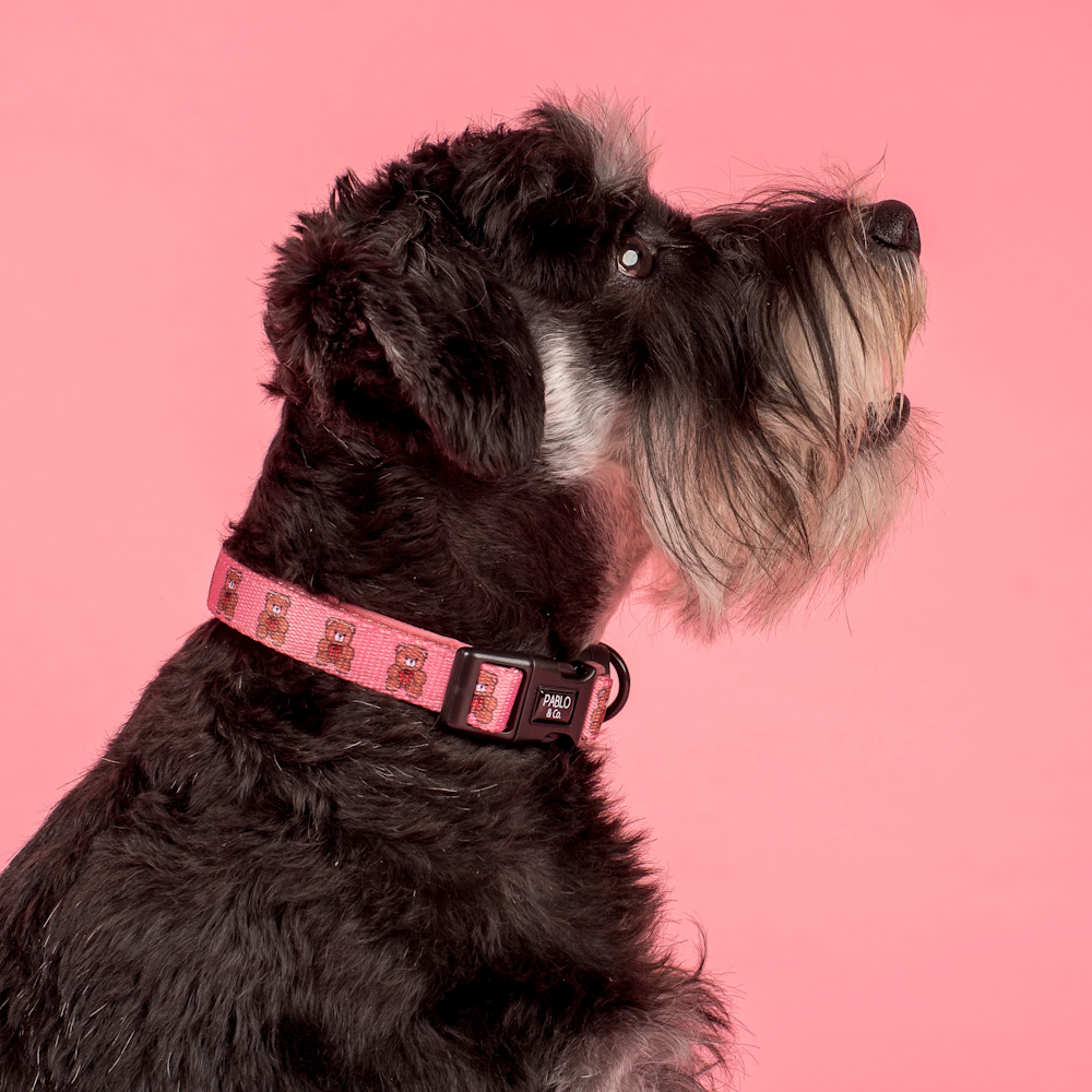 Pablo & Co Teddies Dog Collar