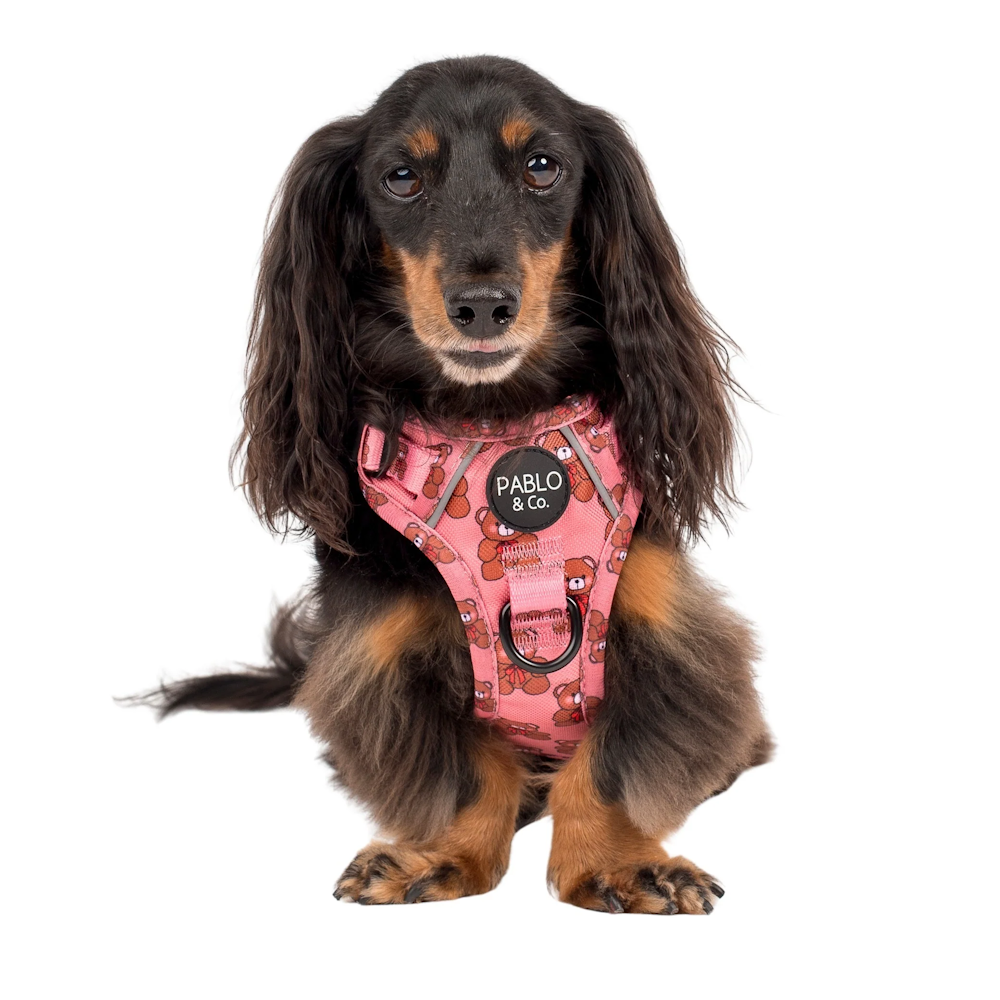 Pablo & Co Teddies No Pull Harness