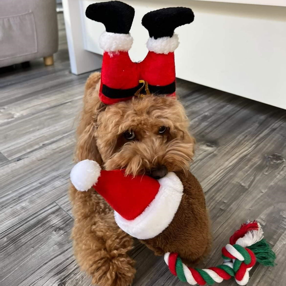 Santa Legs Dog Headpiece